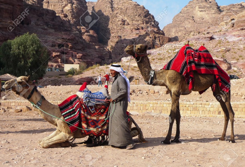 Бабуины самец и самка