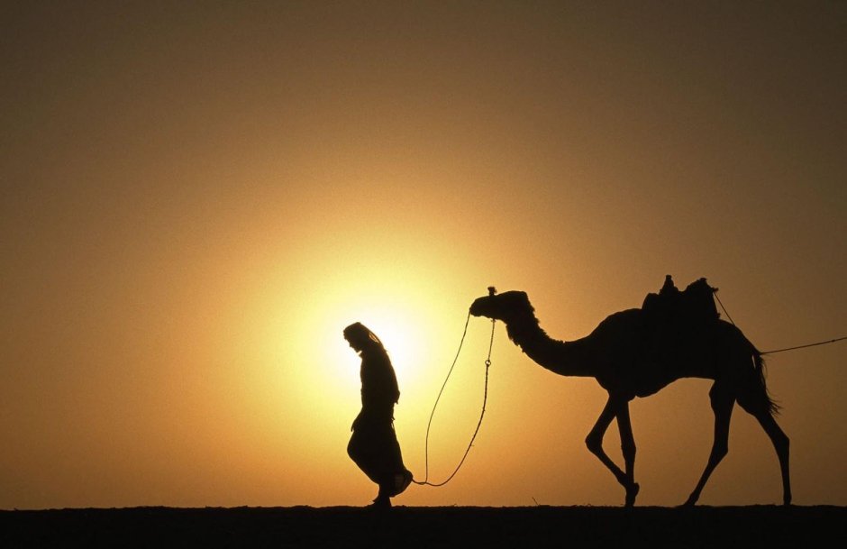 Мартышка и Бабуин