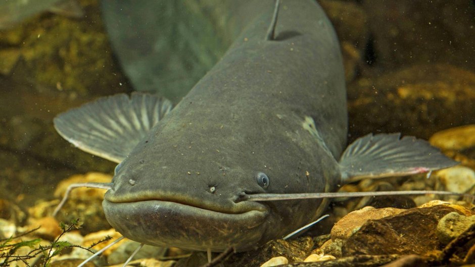 Сом Солдатова Soldatov Catfish
