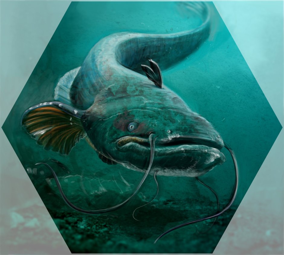 Silurus GLANIS рыба