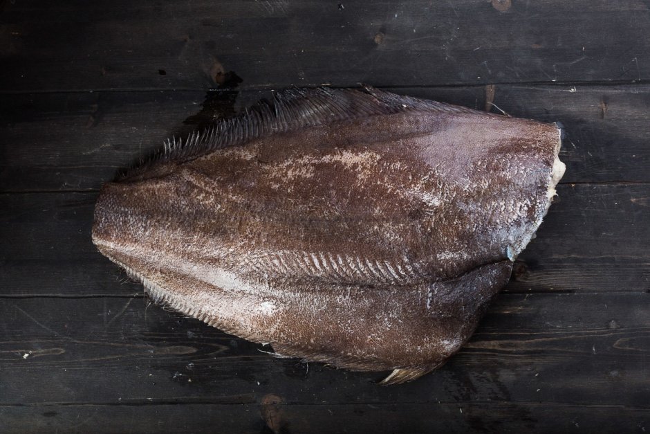Морская камбала (pleuronectes platessa)