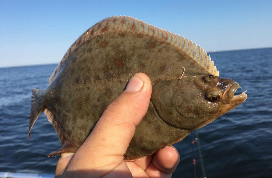 Морская рыба камбала