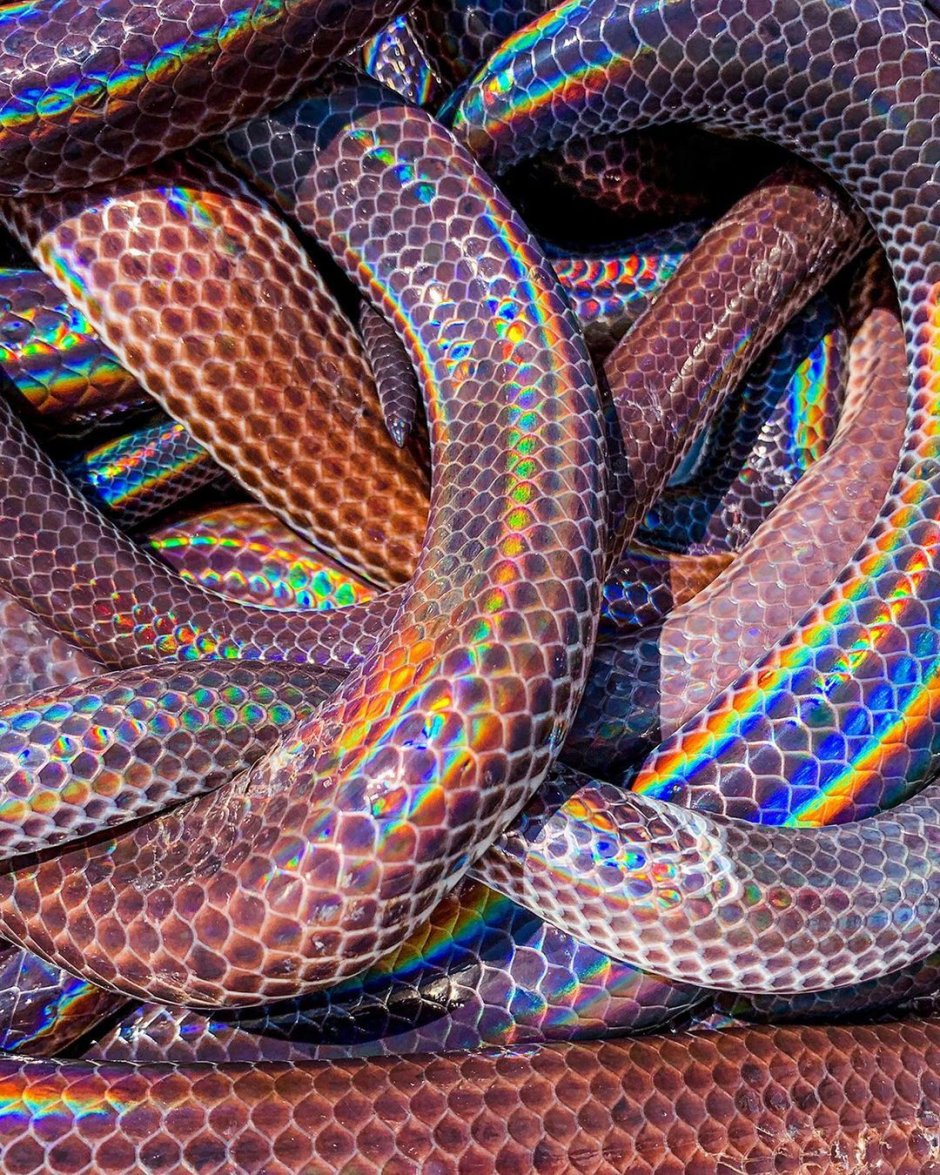 Лучистая змея Xenopeltis Unicolor