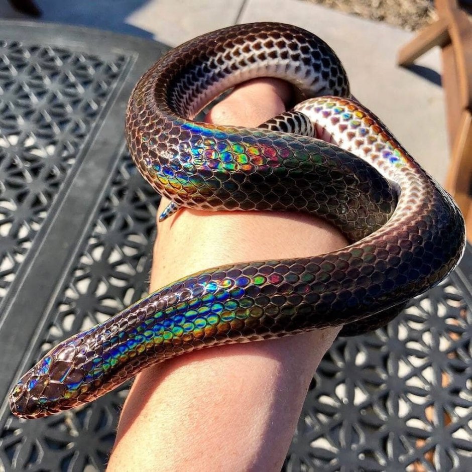 Лучистая змея Xenopeltis Unicolor