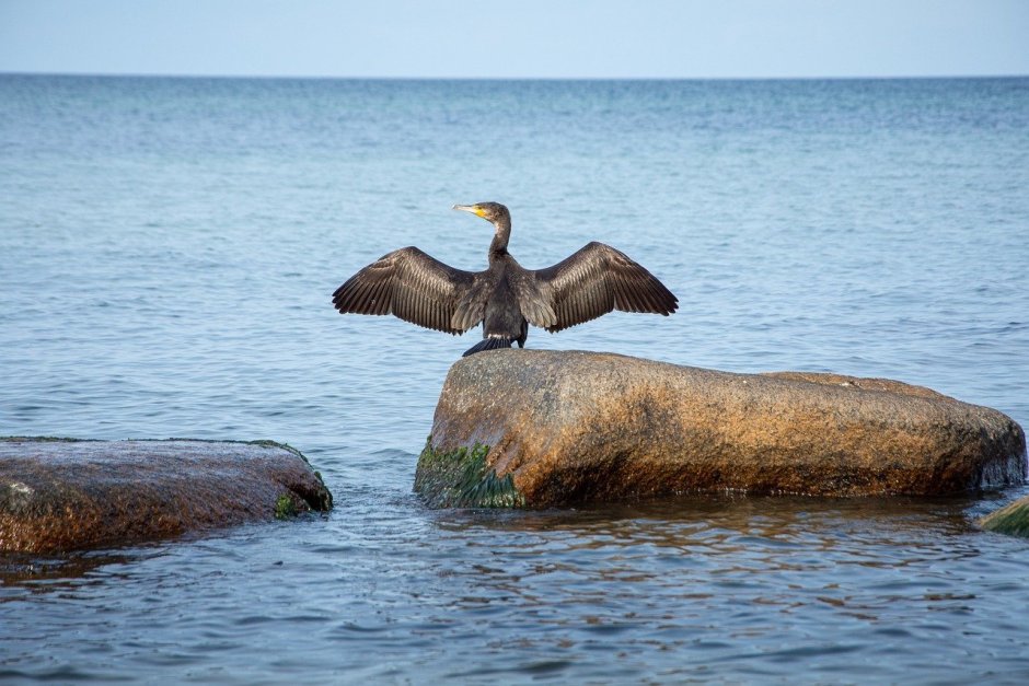 Баклан Балтийское море