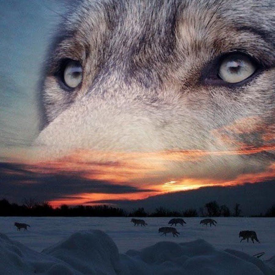 Девушка с глазами волка