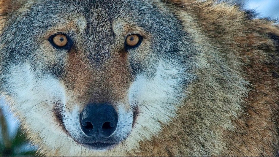Морда волка