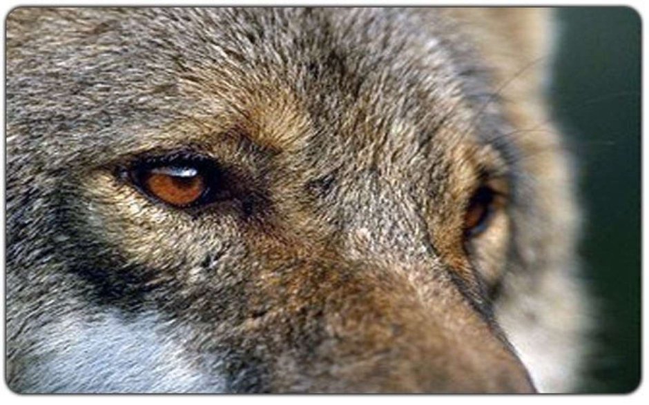 Морда волка в лесу