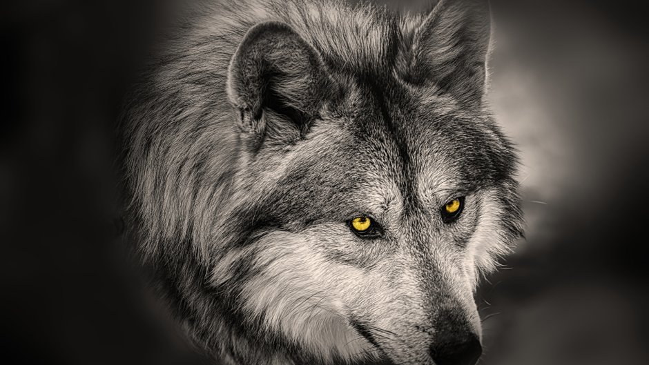 Волк грустит