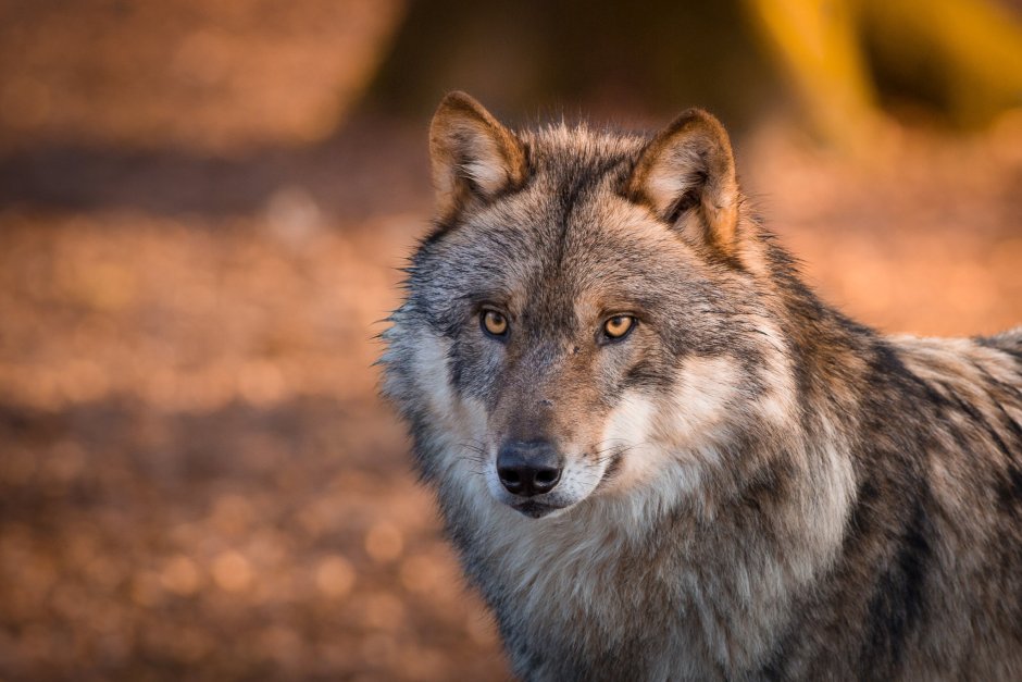 Морда волка