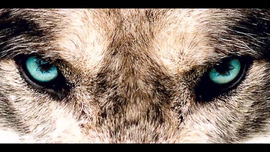 Блэк Вольф арт волка