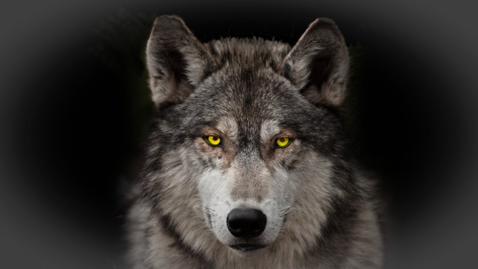 Морда волка