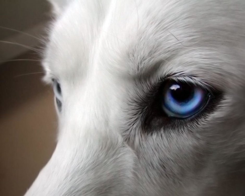 Взгляд волка