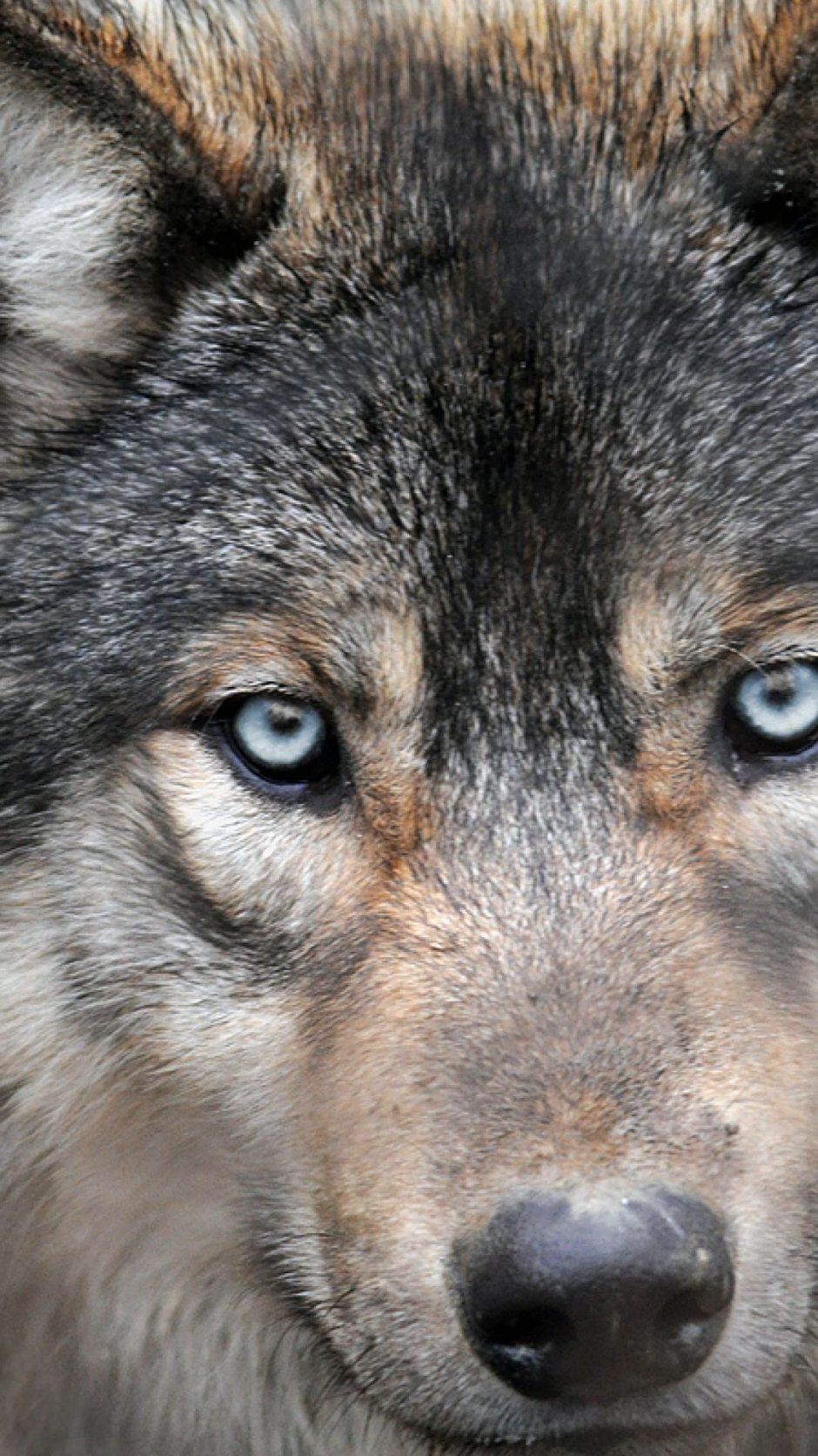 Волчица и девушка