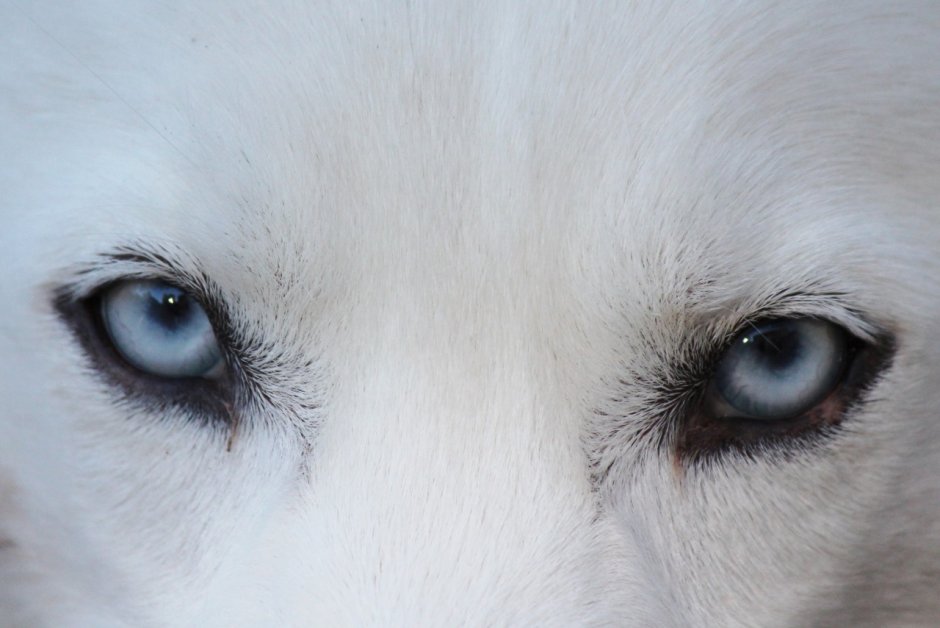 Волк на Камне