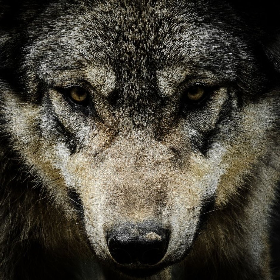 Глаза волка в темноте