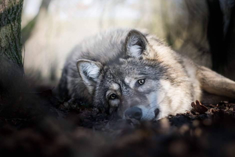 Слезы волка