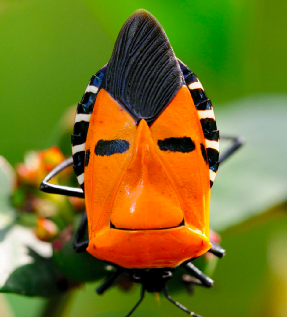 Catacanthus Incarnatus