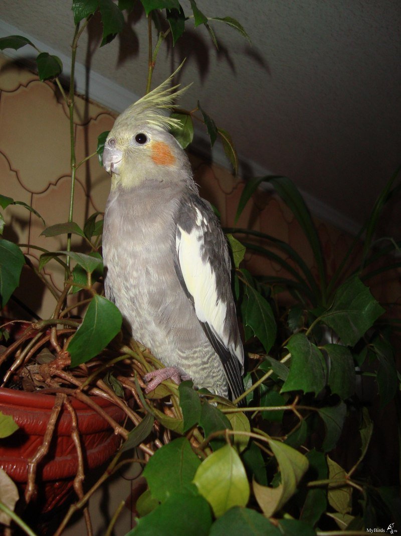 Корелла природного окраса самец