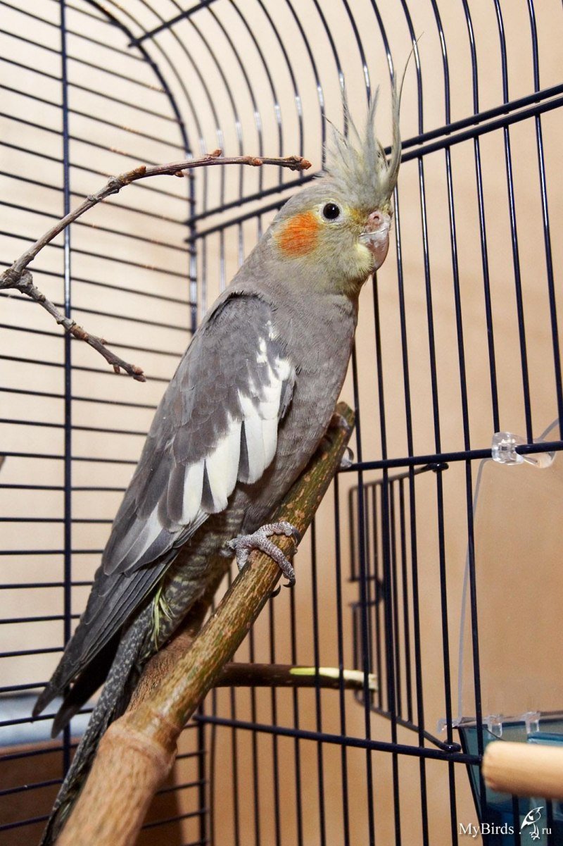 Попугай корелла