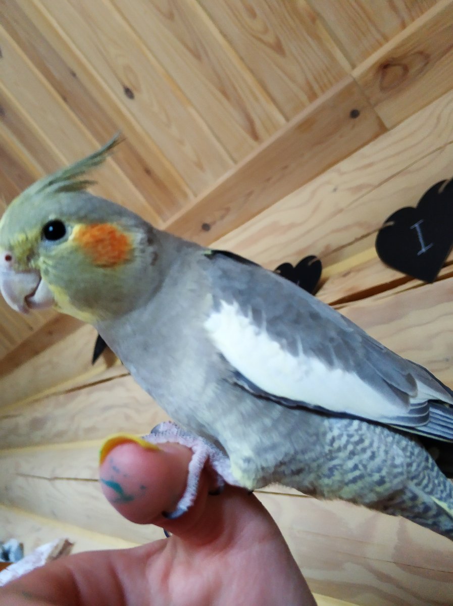 Попугай корелла Жемчужная