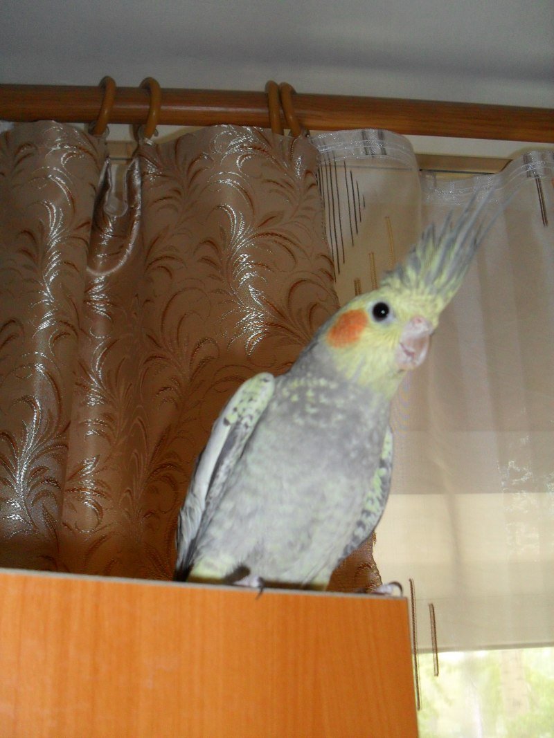 Попугай корелла