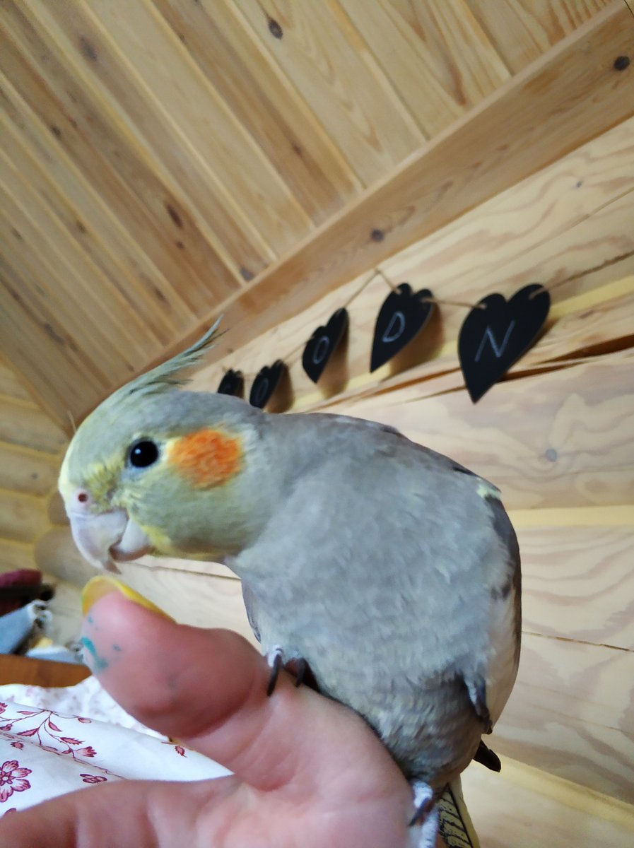 Корелла жемчужный лютино