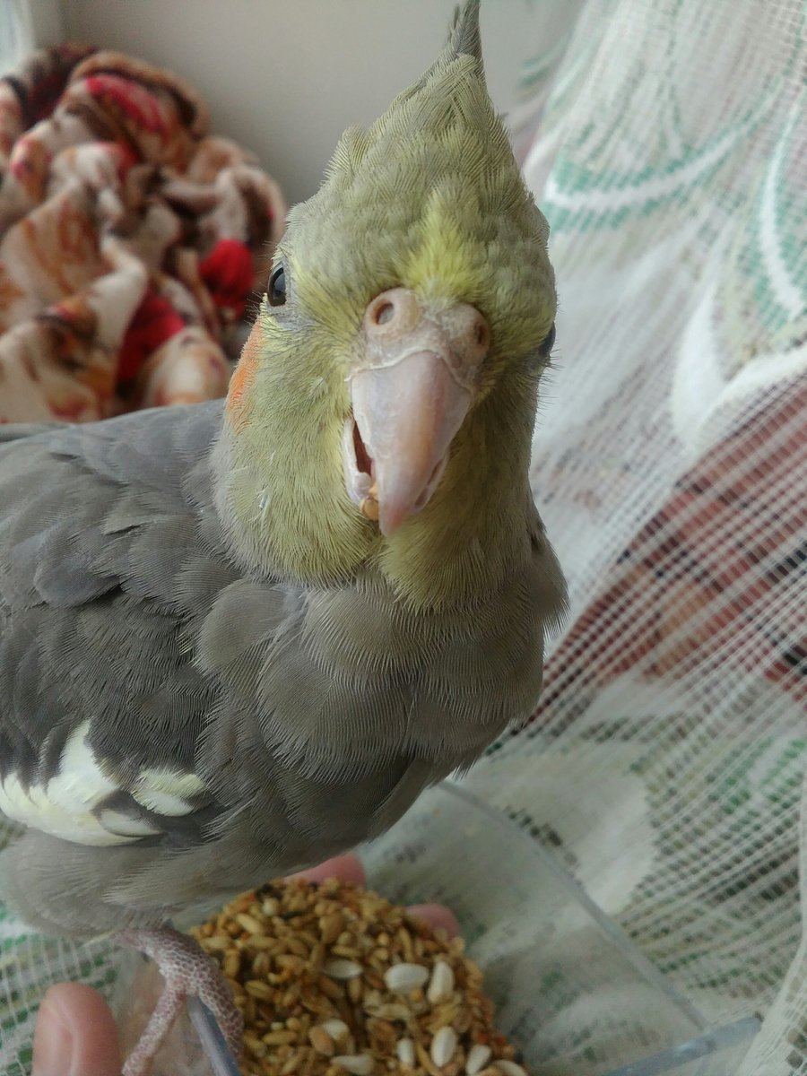 Попугай корелла