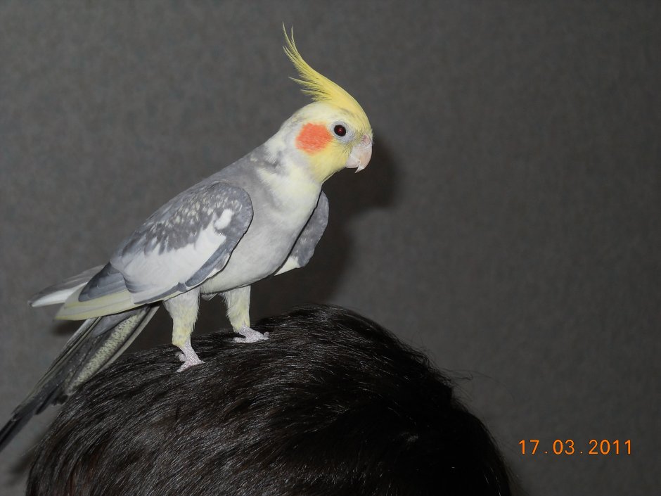 Корелла попугай расцветки