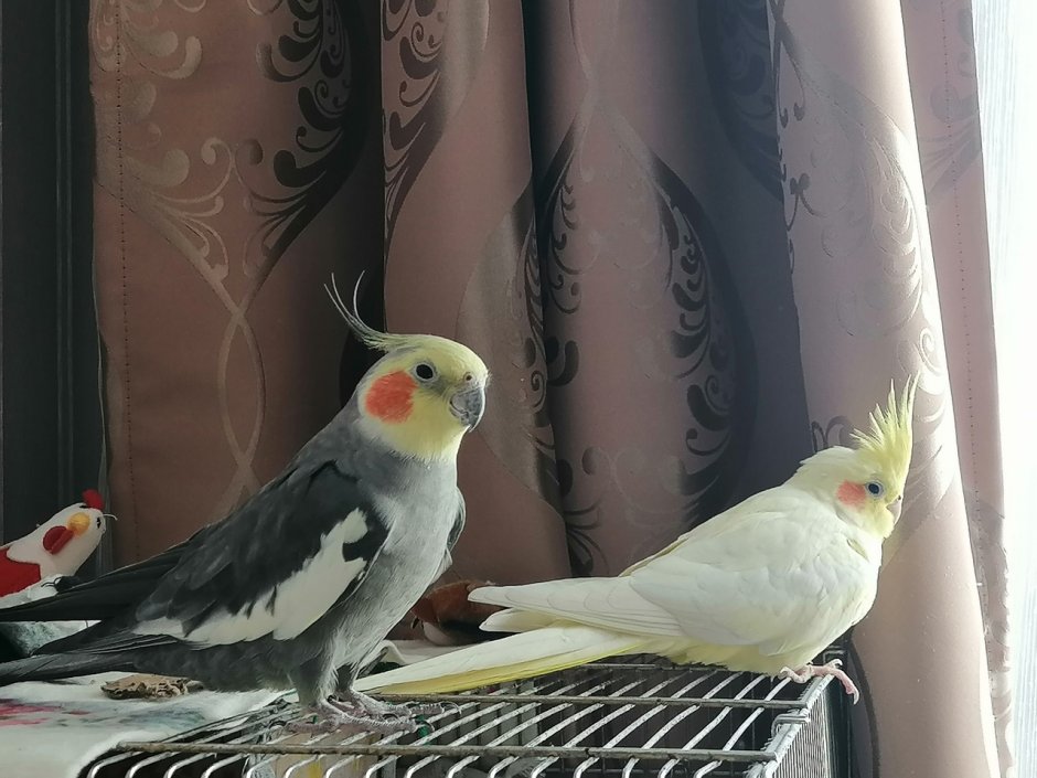 Корелла природного окраса