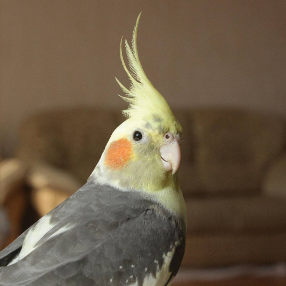 Корелла природного окраса самец