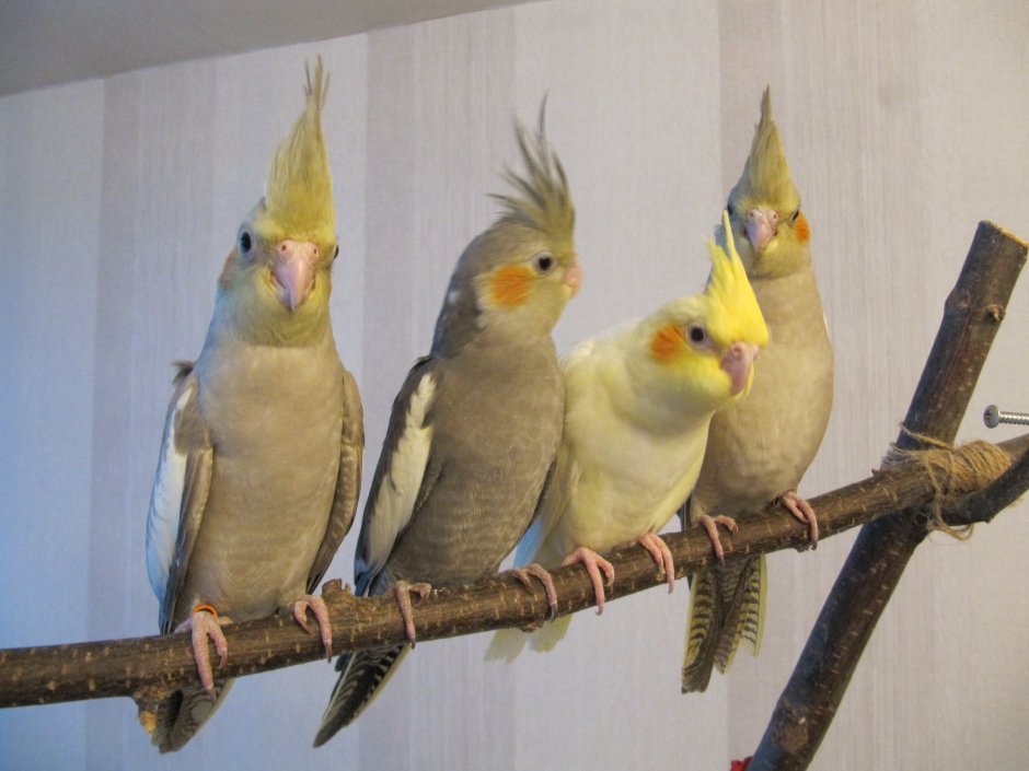 Корелла белого цвета