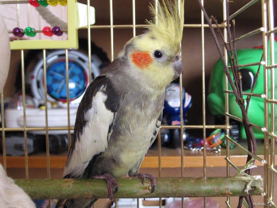 Корелла птенец природного окраса