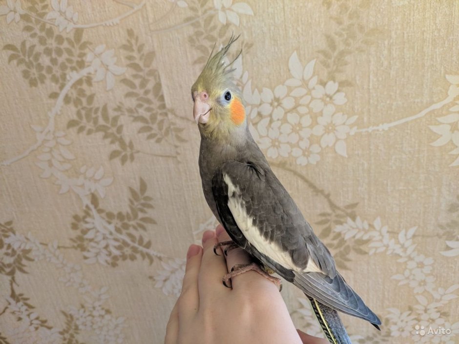 Корелла окрасы