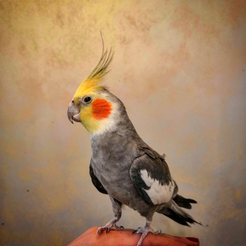 Попугаи кореллы