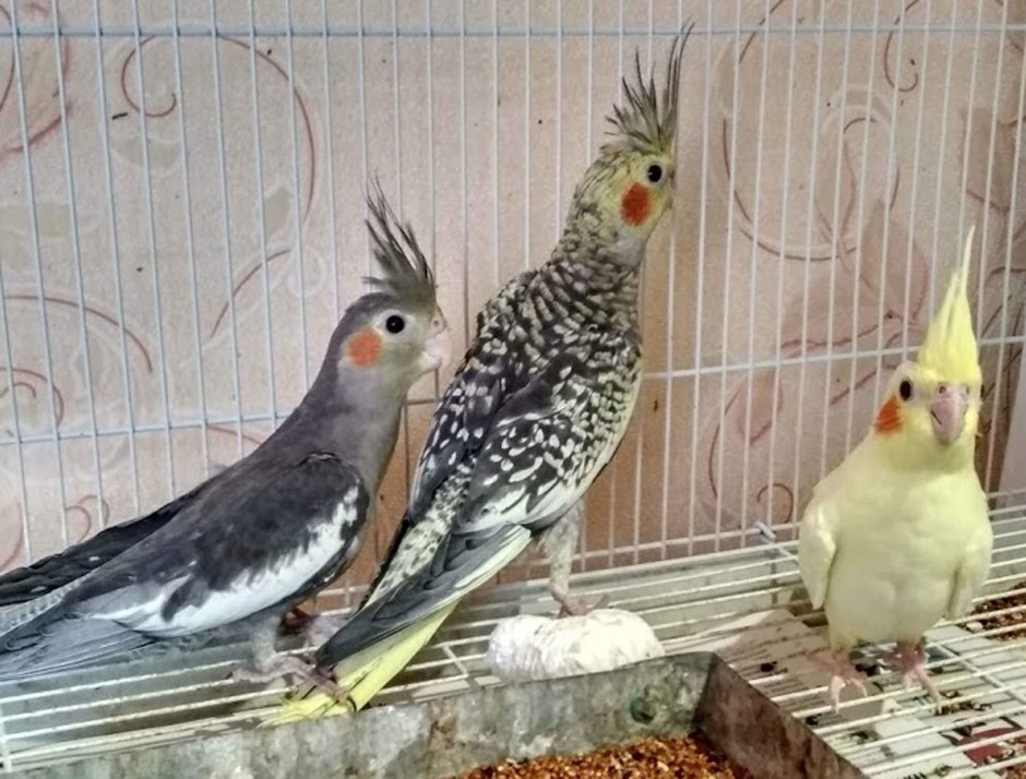 Попугай корелла птенец