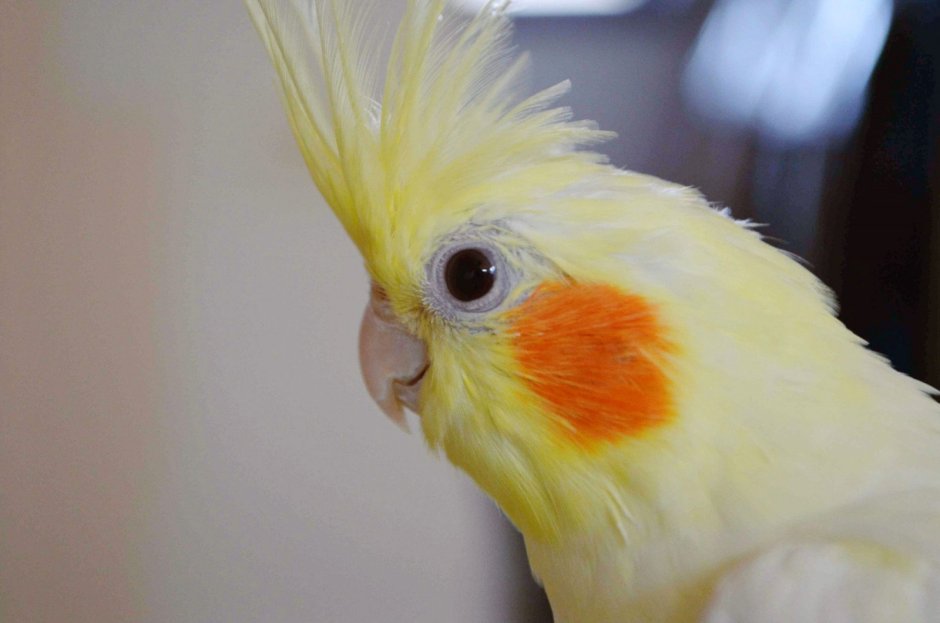 Нимфа корелла попугай