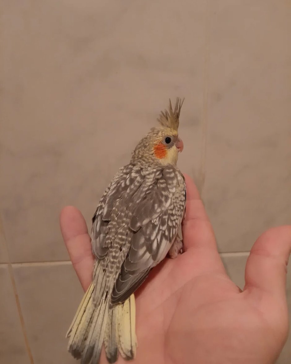 Какаду корелла волнистый