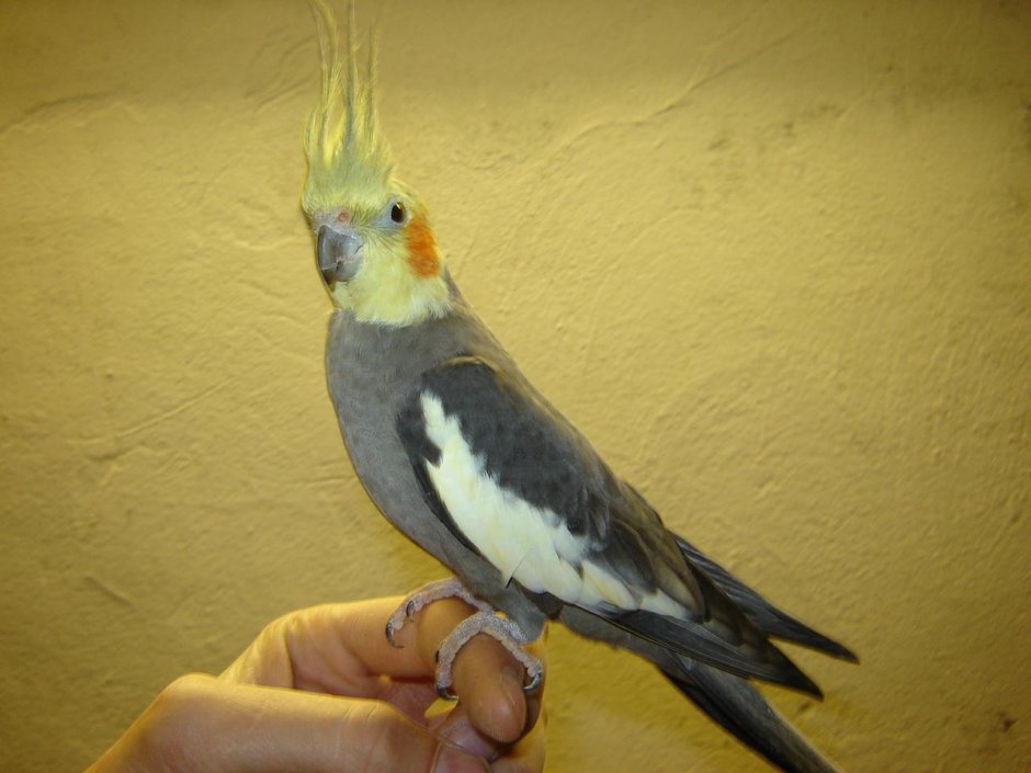 Расцветки кореллы попугая