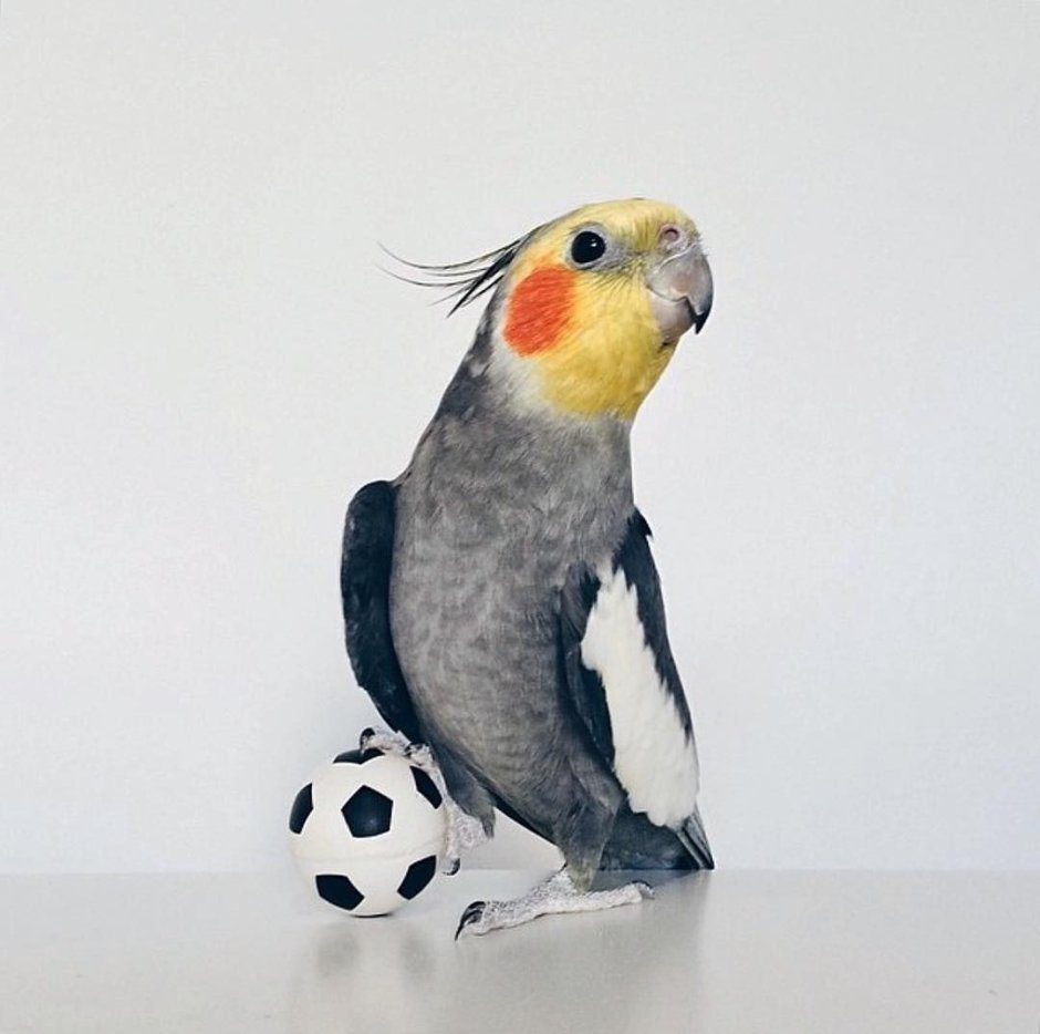 Попугай корелла хохолок