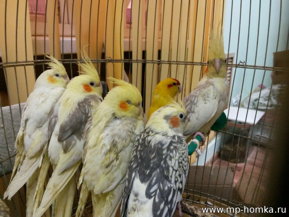 Корелла 2.5 месяца