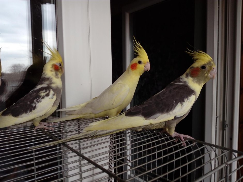 Попугай корелла самец