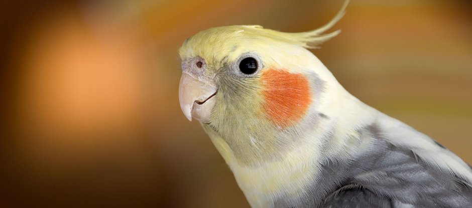 Попугай корелла окрасы