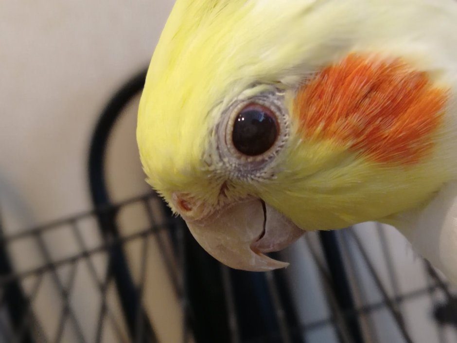 Жемчужная корелла