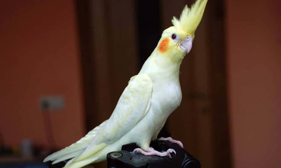 Корелла окрас Арлекин