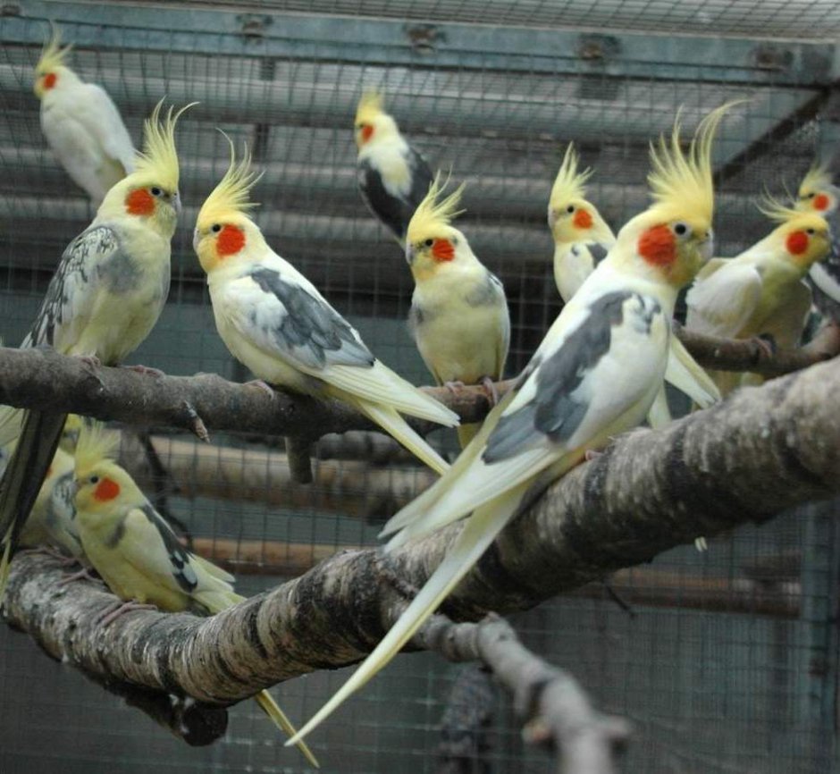 Попугай корелла лютино