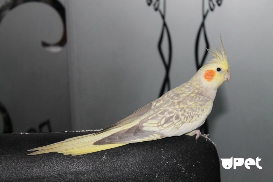 Ахатинский попугай корелла