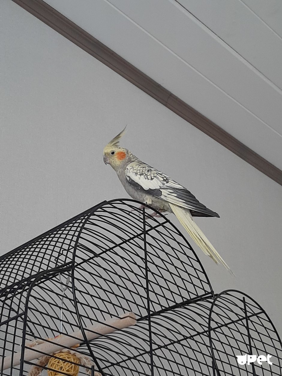 Попугаи неразлучники и корелла.