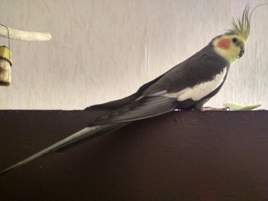 Попугайчики корелла милые