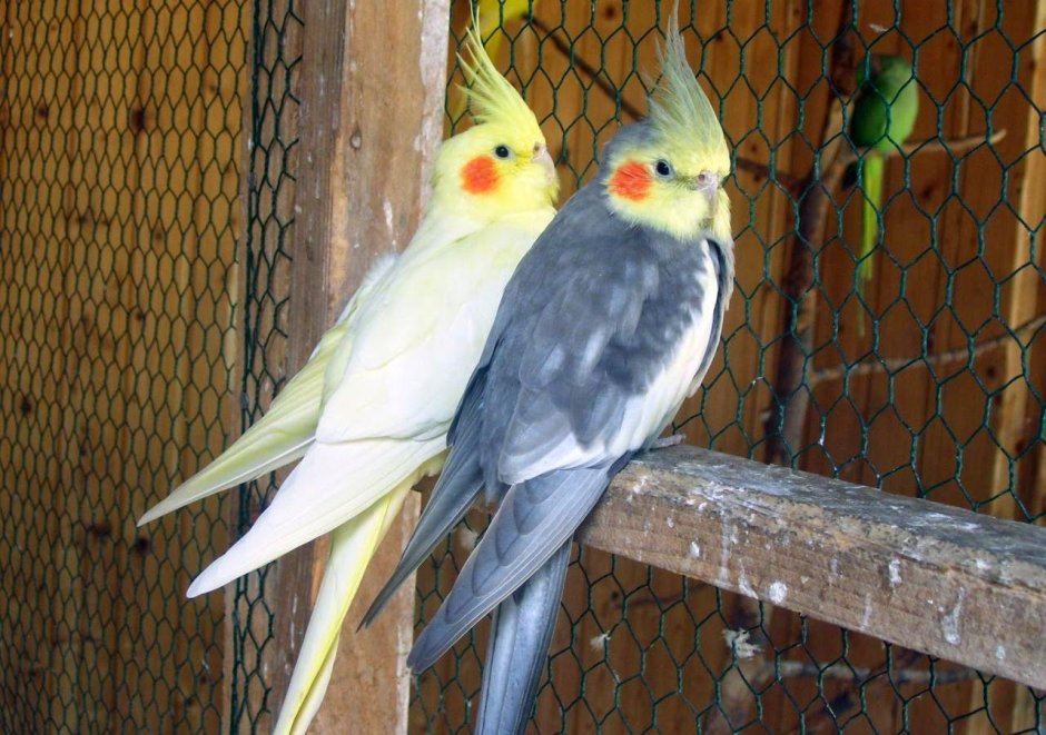 Глаза попугая корелла